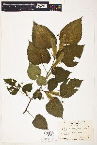 Tilia heterophylla image