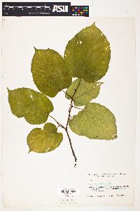 Tilia neglecta image