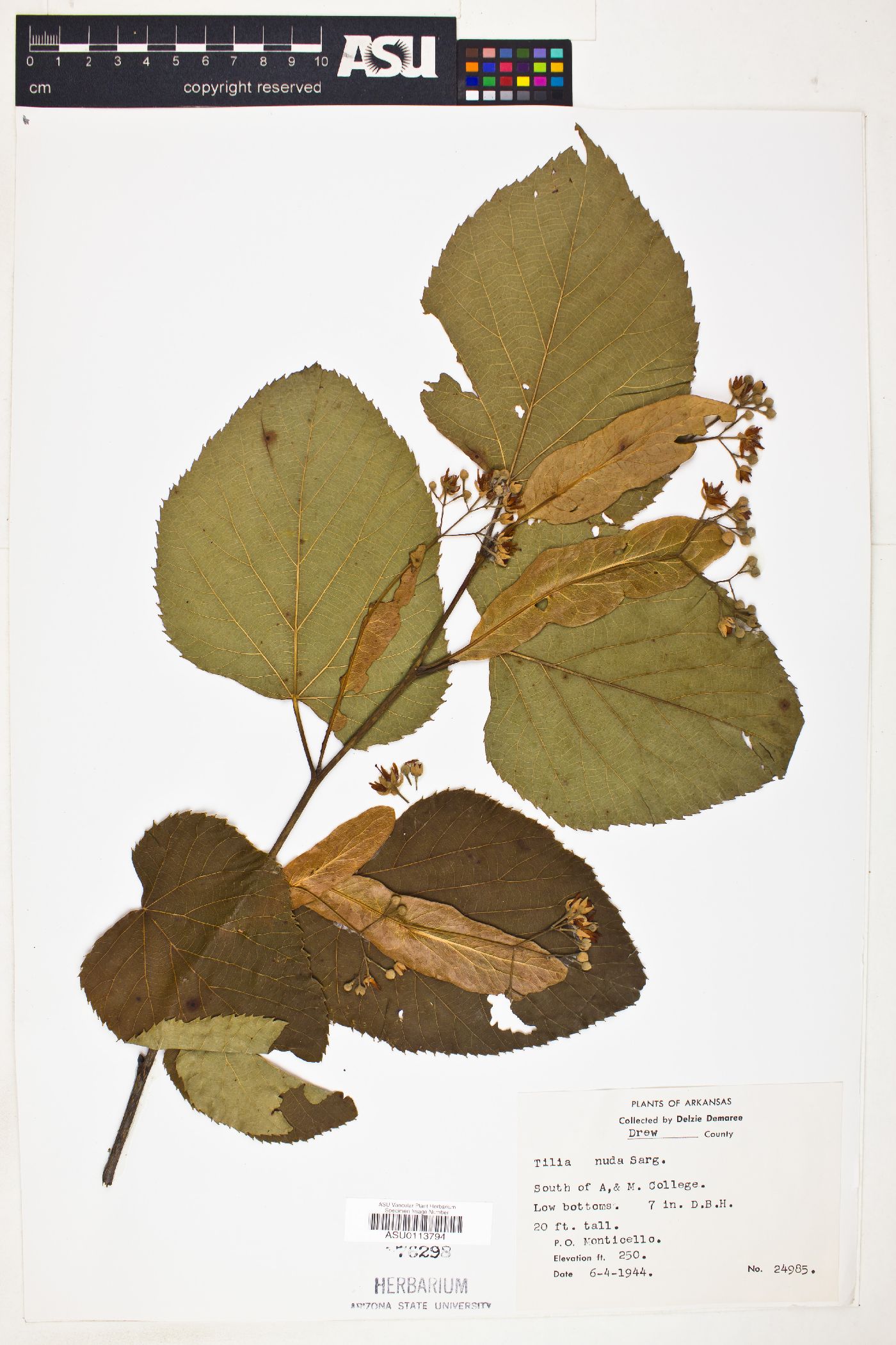 Tilia nuda image