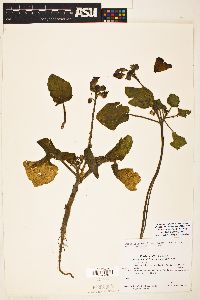 Proboscidea louisiana var. fragrans image