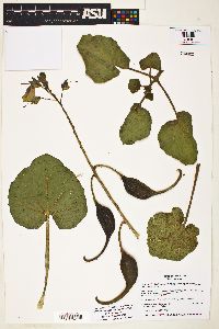 Proboscidea louisianica subsp. louisianica image