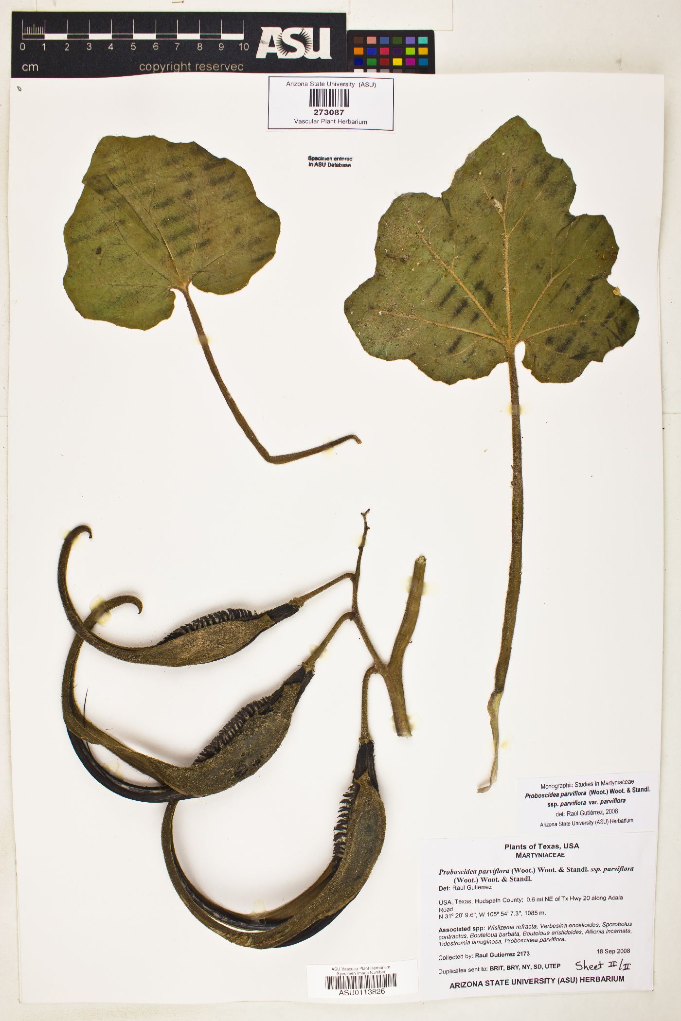 Proboscidea parviflora subsp. parviflora image
