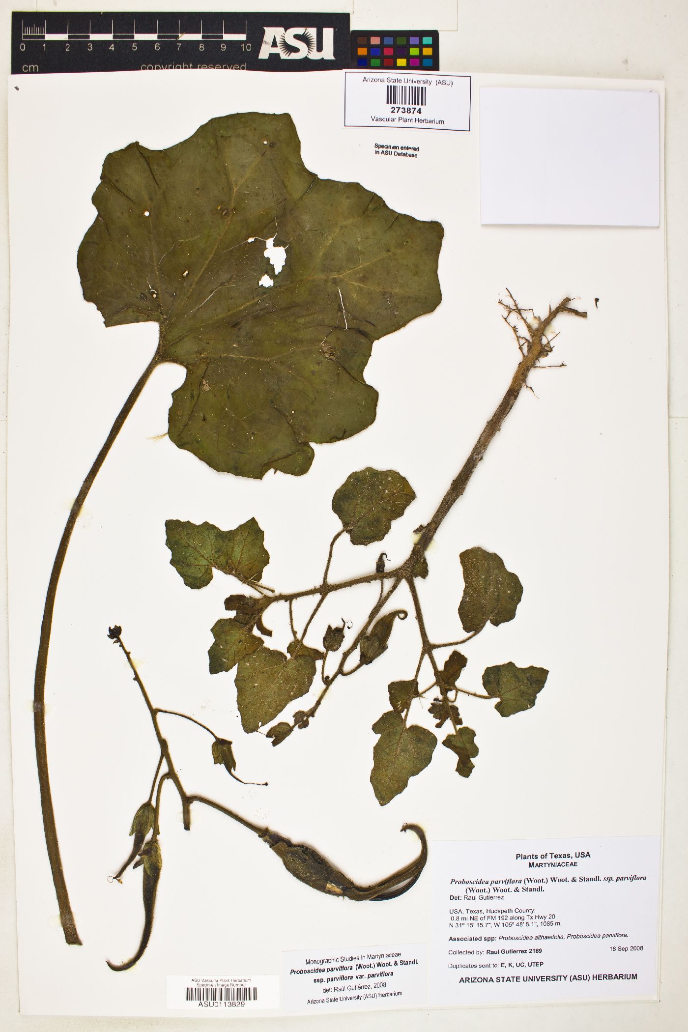 Proboscidea parviflora subsp. parviflora image