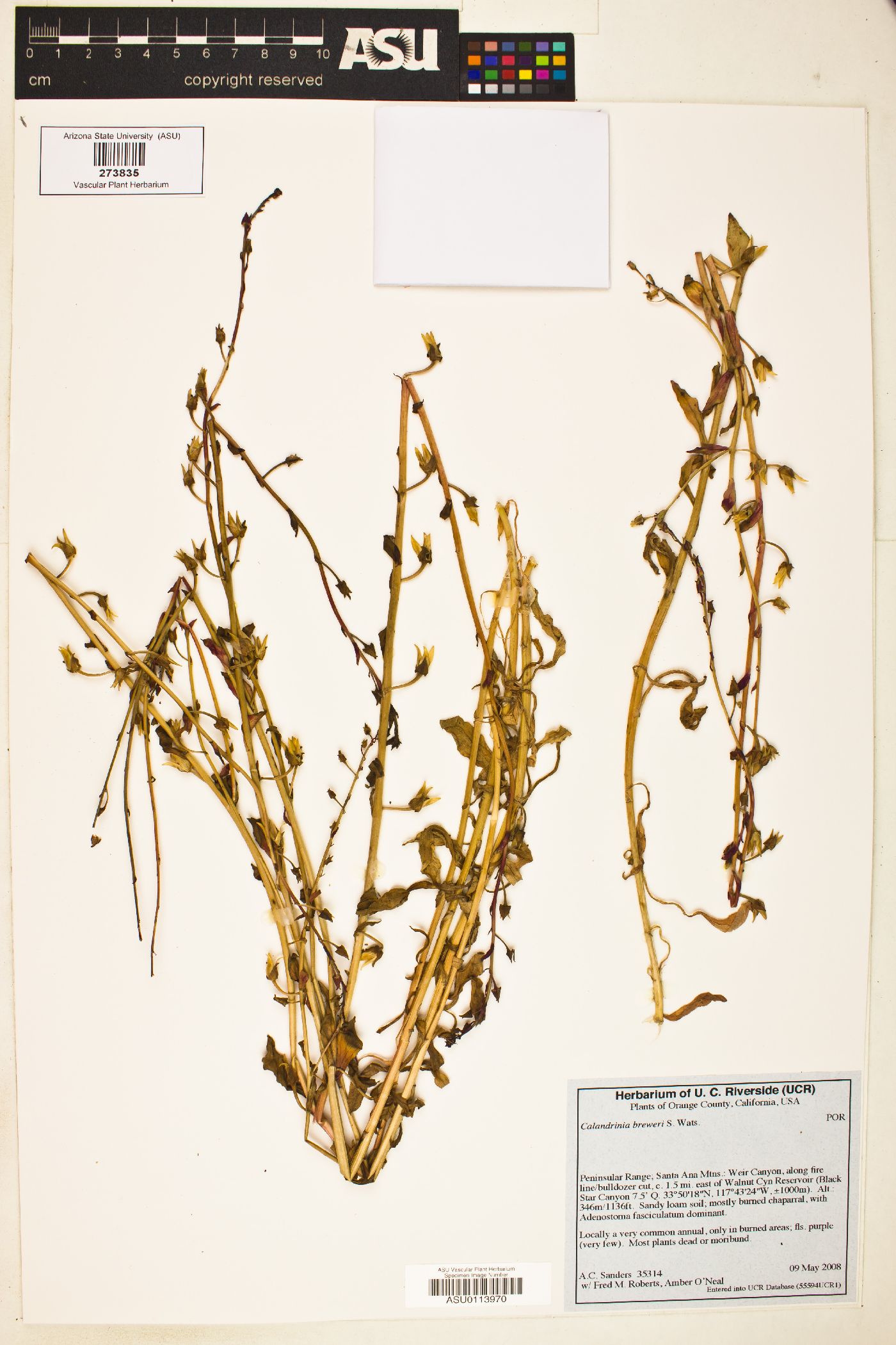 Calandrinia breweri image