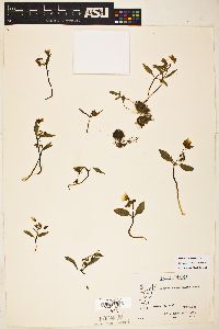 Claytonia caroliniana image