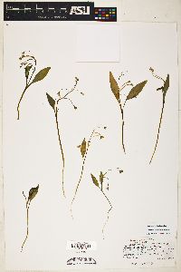 Claytonia caroliniana image