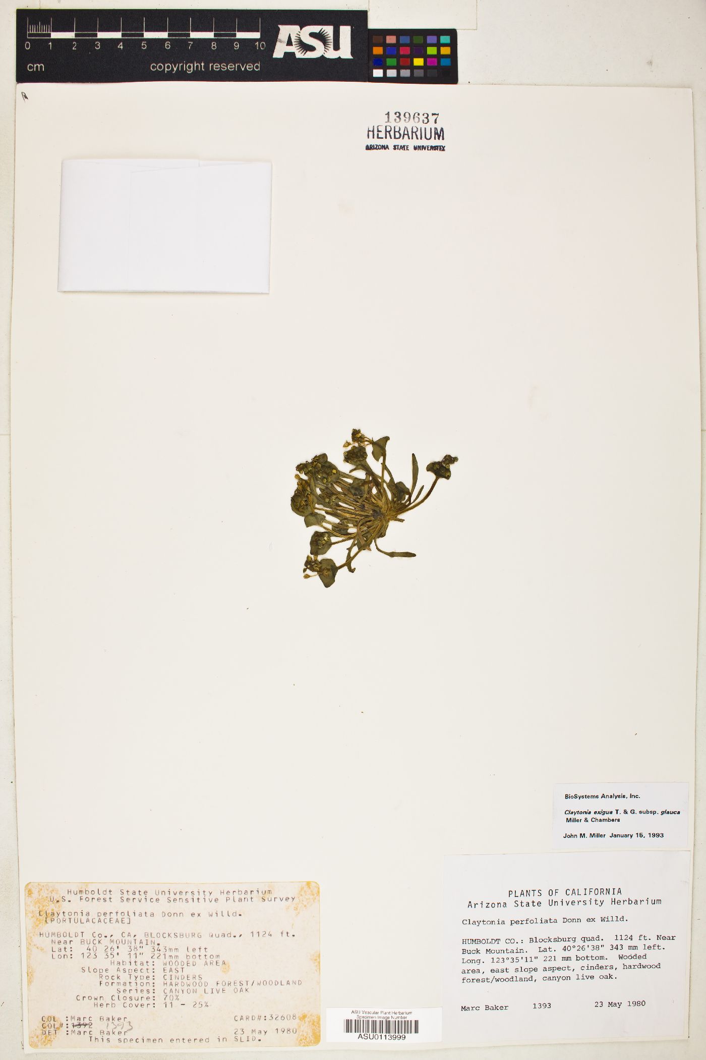Claytonia exigua subsp. glauca image