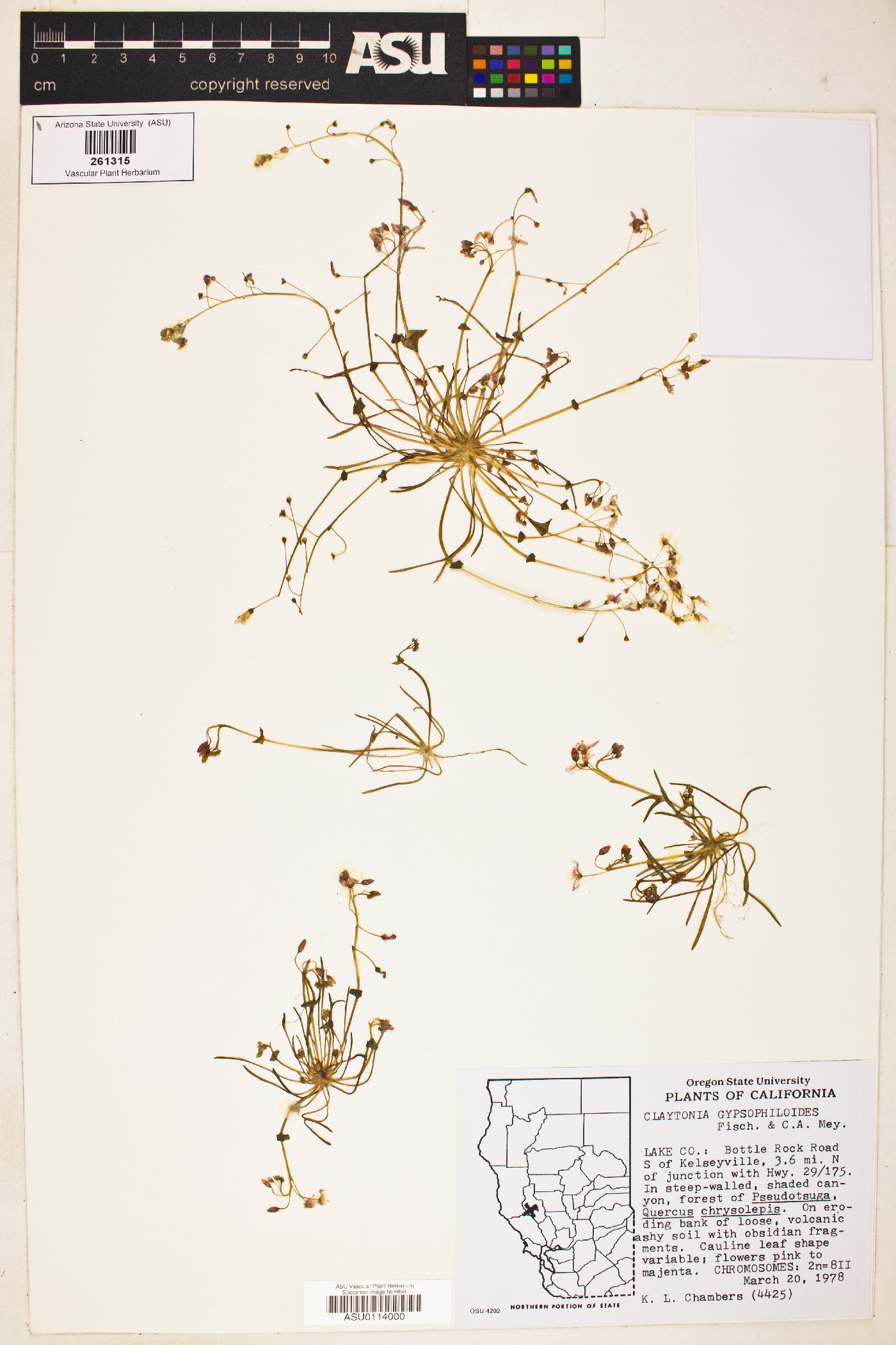 Claytonia gypsophiloides image