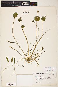 Claytonia parviflora subsp. parviflora image