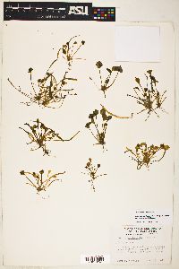 Claytonia perfoliata image