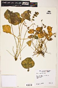 Claytonia perfoliata image