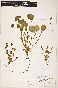 Claytonia perfoliata image