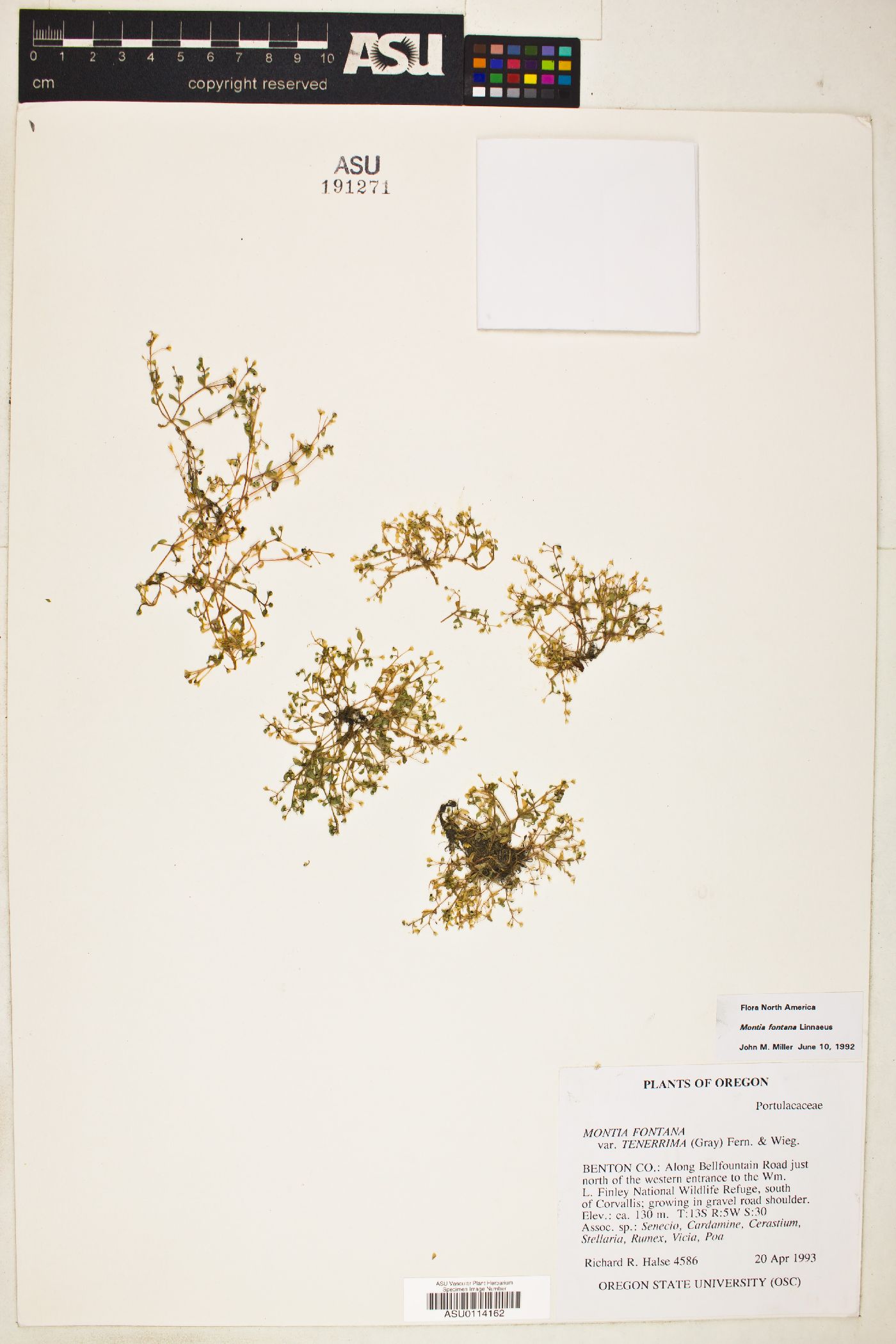 Montia fontana var. tenerrima image