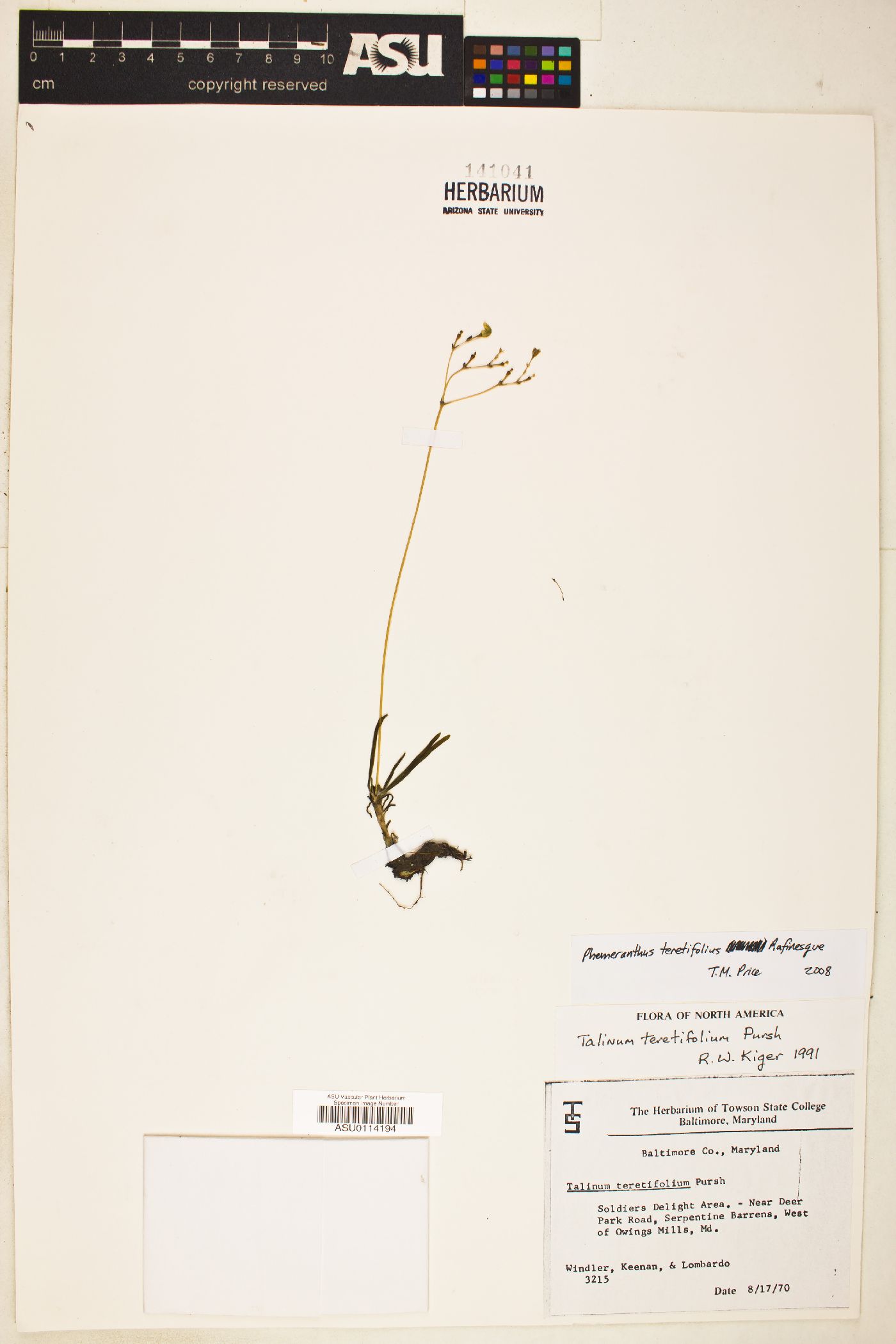 Phemeranthus teretifolius image