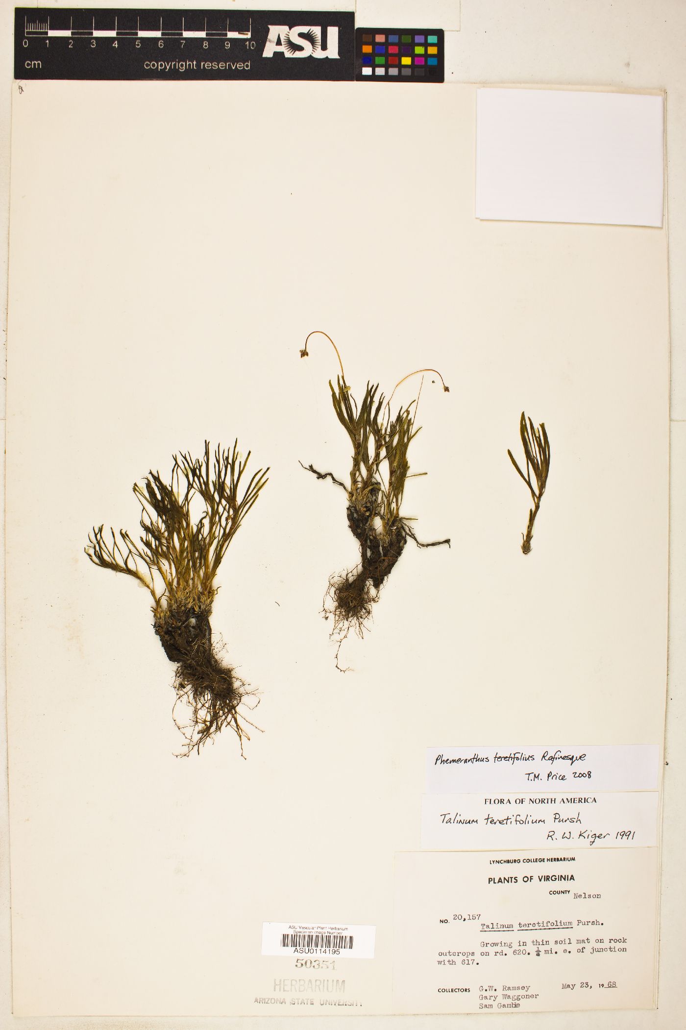 Phemeranthus teretifolius image