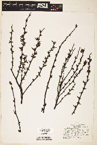Image of Myrica aspleniifolia