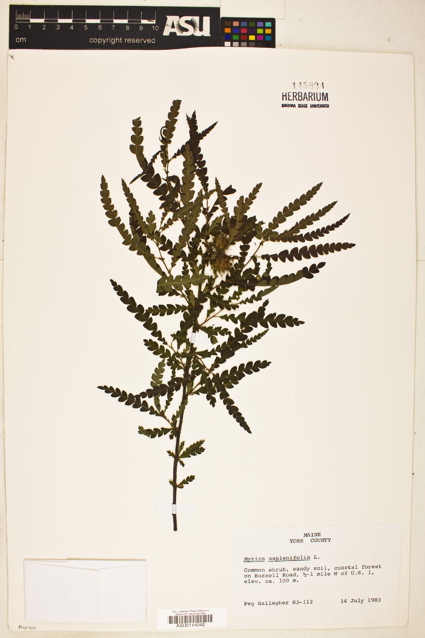 Myrica aspleniifolia image