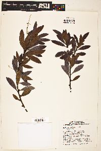 Myrica californica image