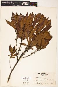 Myrica cerifera image