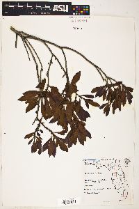 Myrica cerifera image