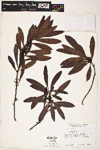 Myrica hartwegii image