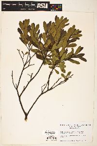 Gale palustris image