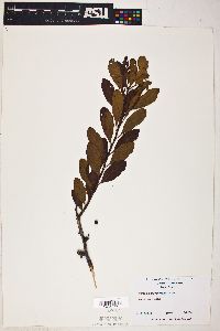 Myrica pensylvanica image