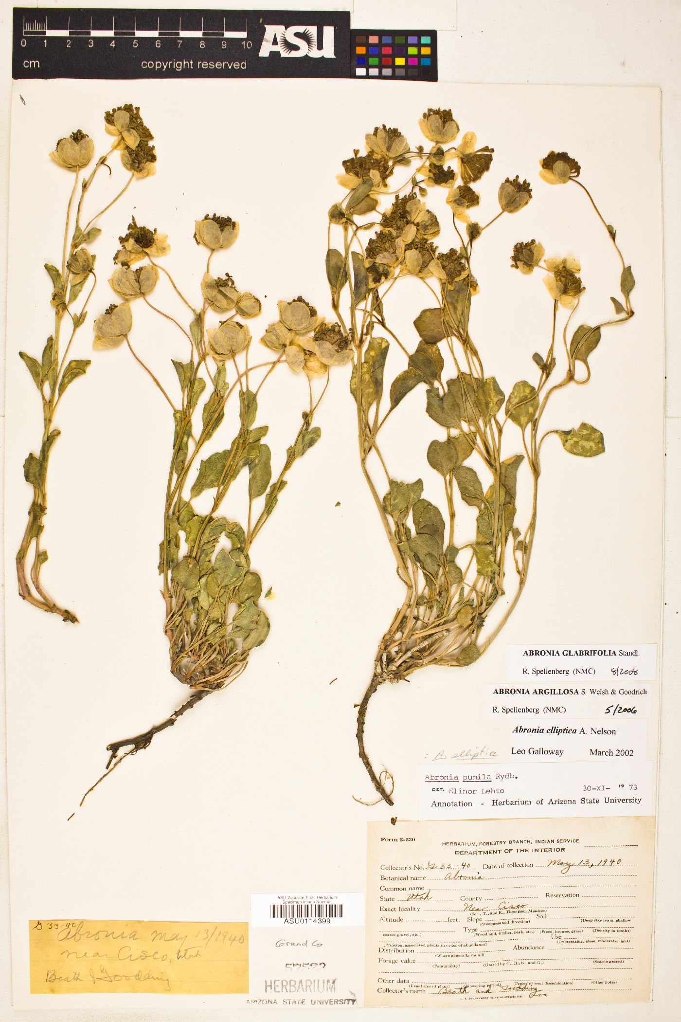 Abronia glabrifolia image