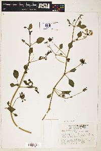 Abronia umbellata subsp. variabilis image