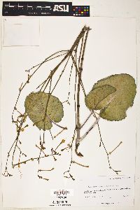 Anulocaulis gypsogenus image
