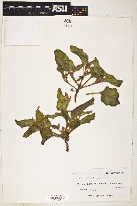 Image of Boerhavia anisophylla