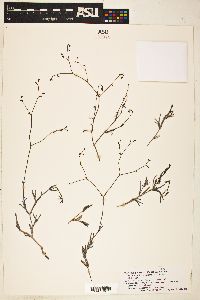Image of Boerhavia linearifolia