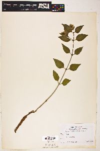 Mirabilis albida image