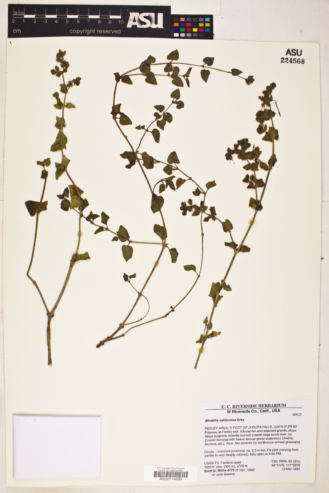 Mirabilis laevis var. crassifolia image