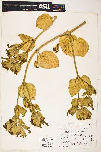 Mirabilis multiflora image