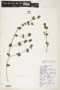 Mirabilis laevis var. villosa image