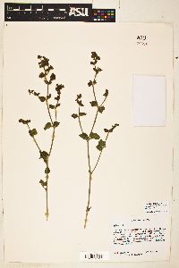 Mirabilis laevis var. villosa image