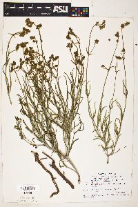 Mirabilis linearis image