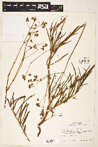 Mirabilis linearis image