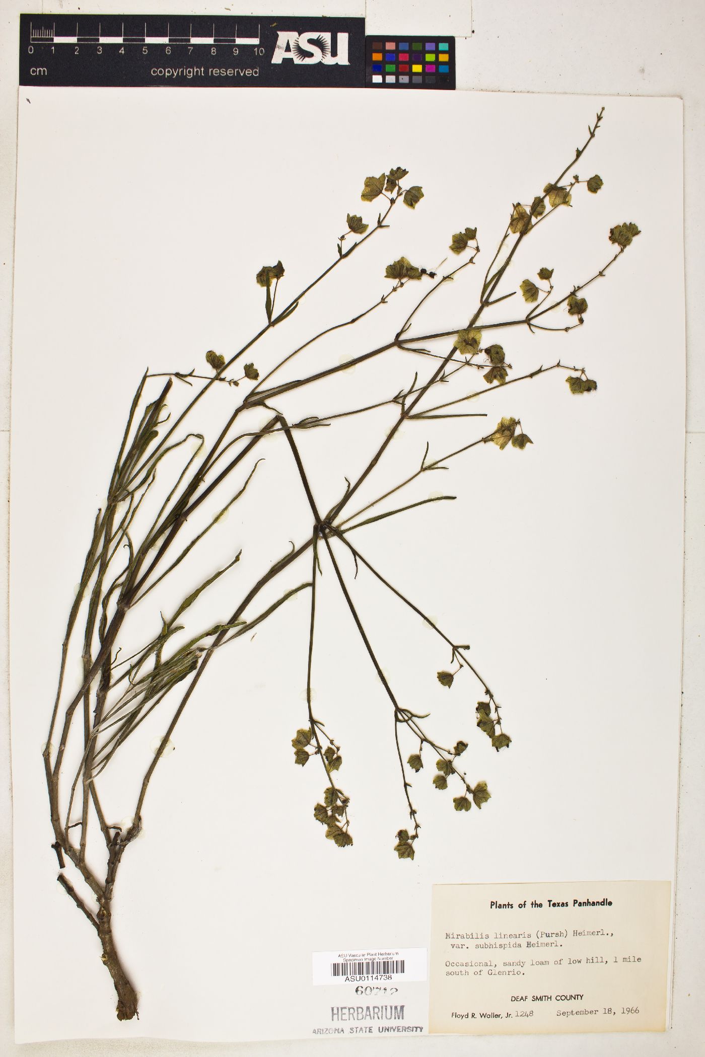 Mirabilis linearis var. subhispida image