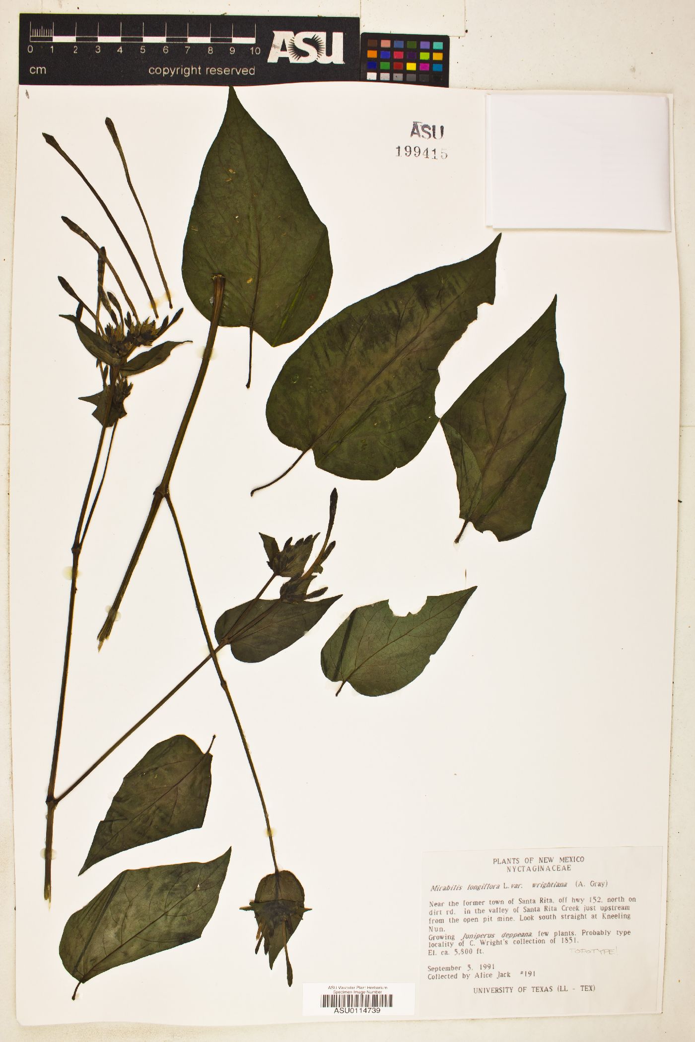 Mirabilis longiflora var. wrightiana image