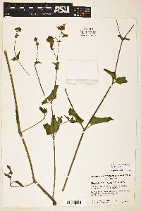 Mirabilis melanotricha image