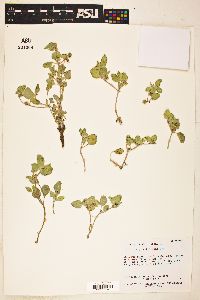 Image of Selinocarpus diffusus