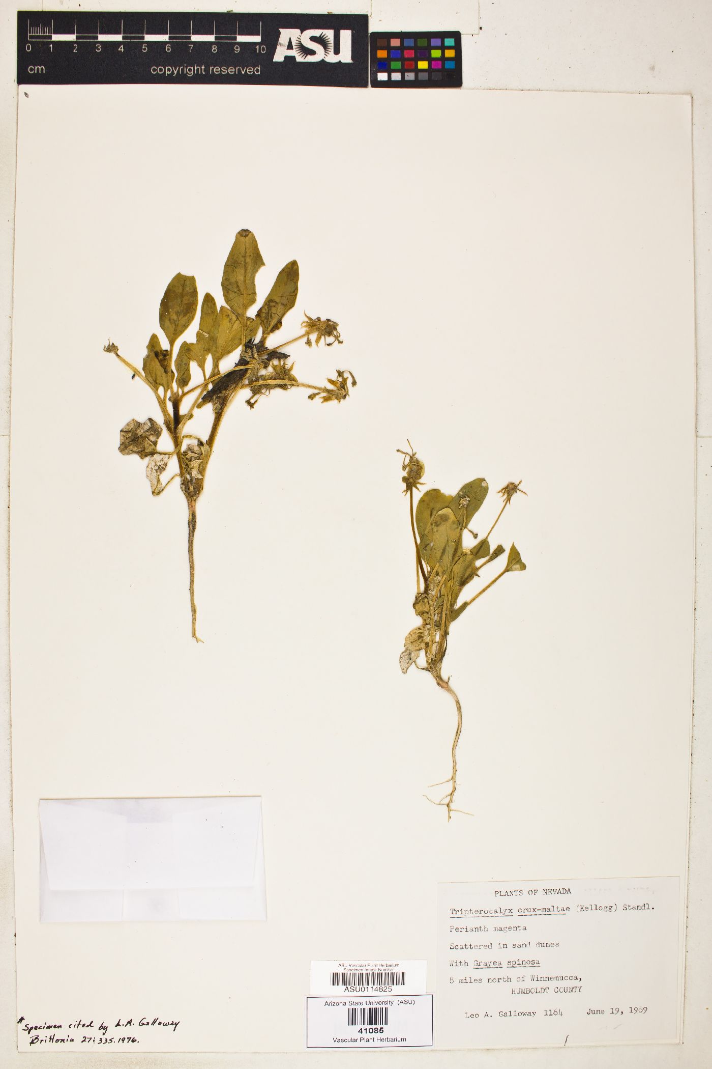 Tripterocalyx crux-maltae image