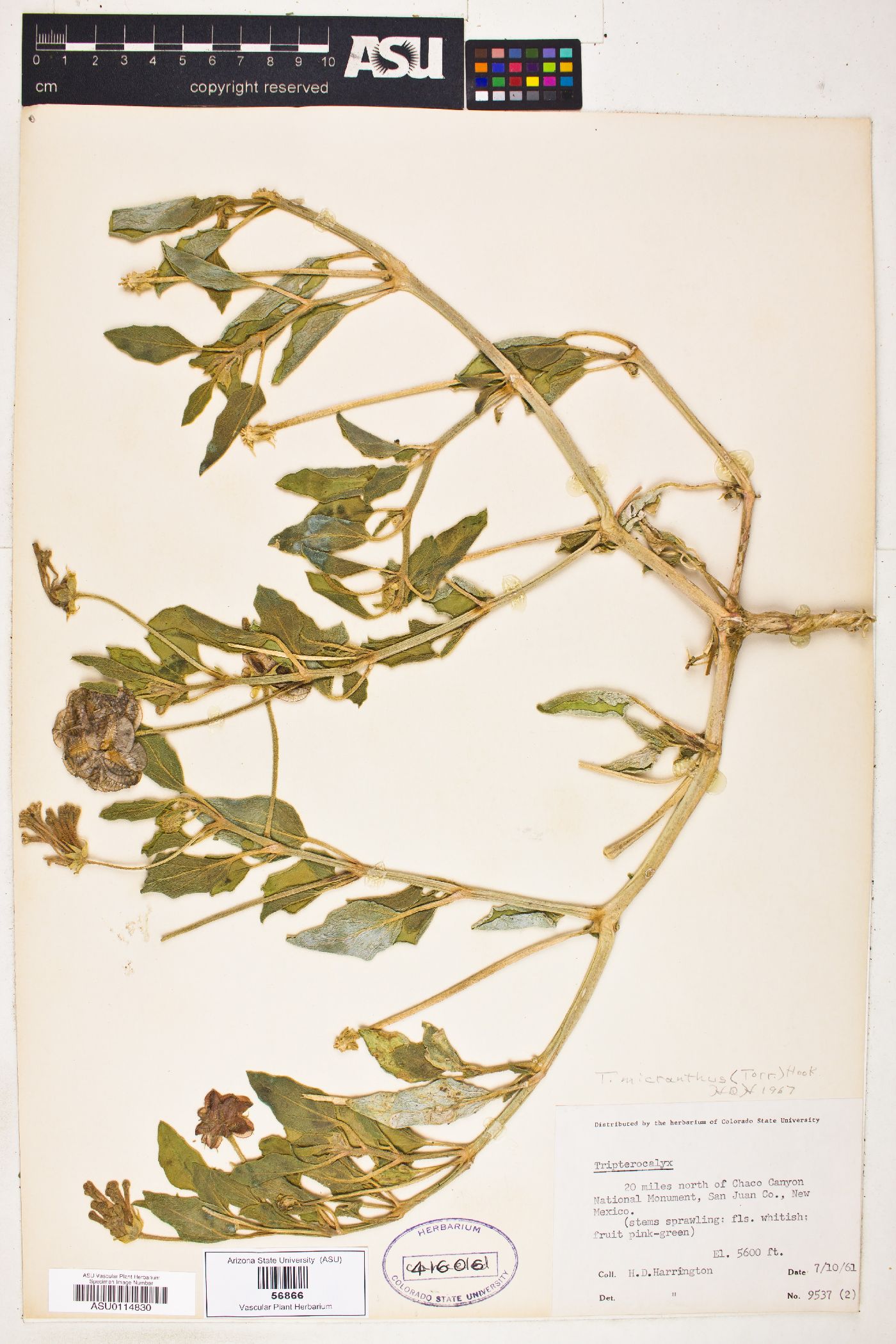 Tripterocalyx micranthus image