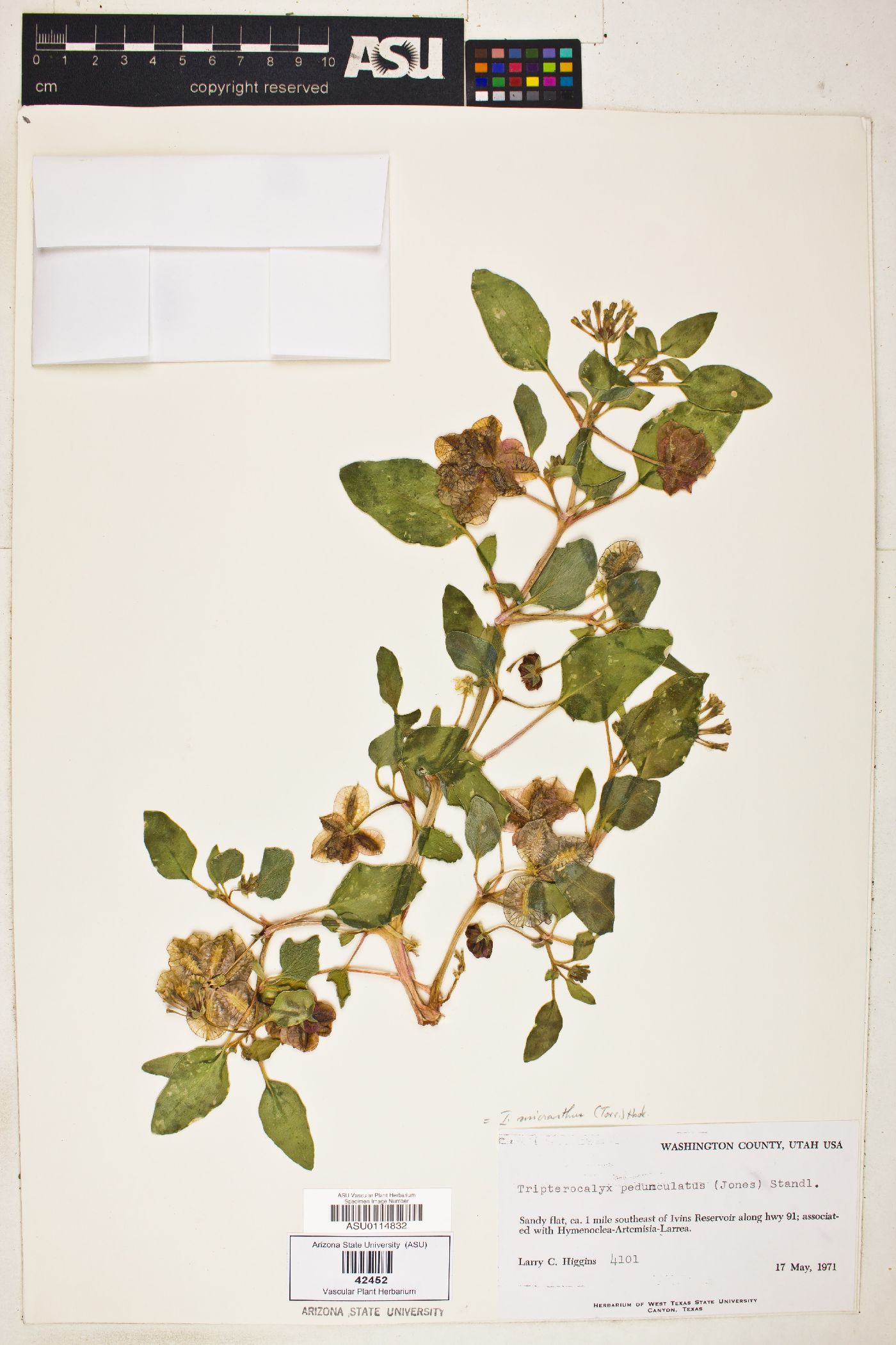 Tripterocalyx micranthus image