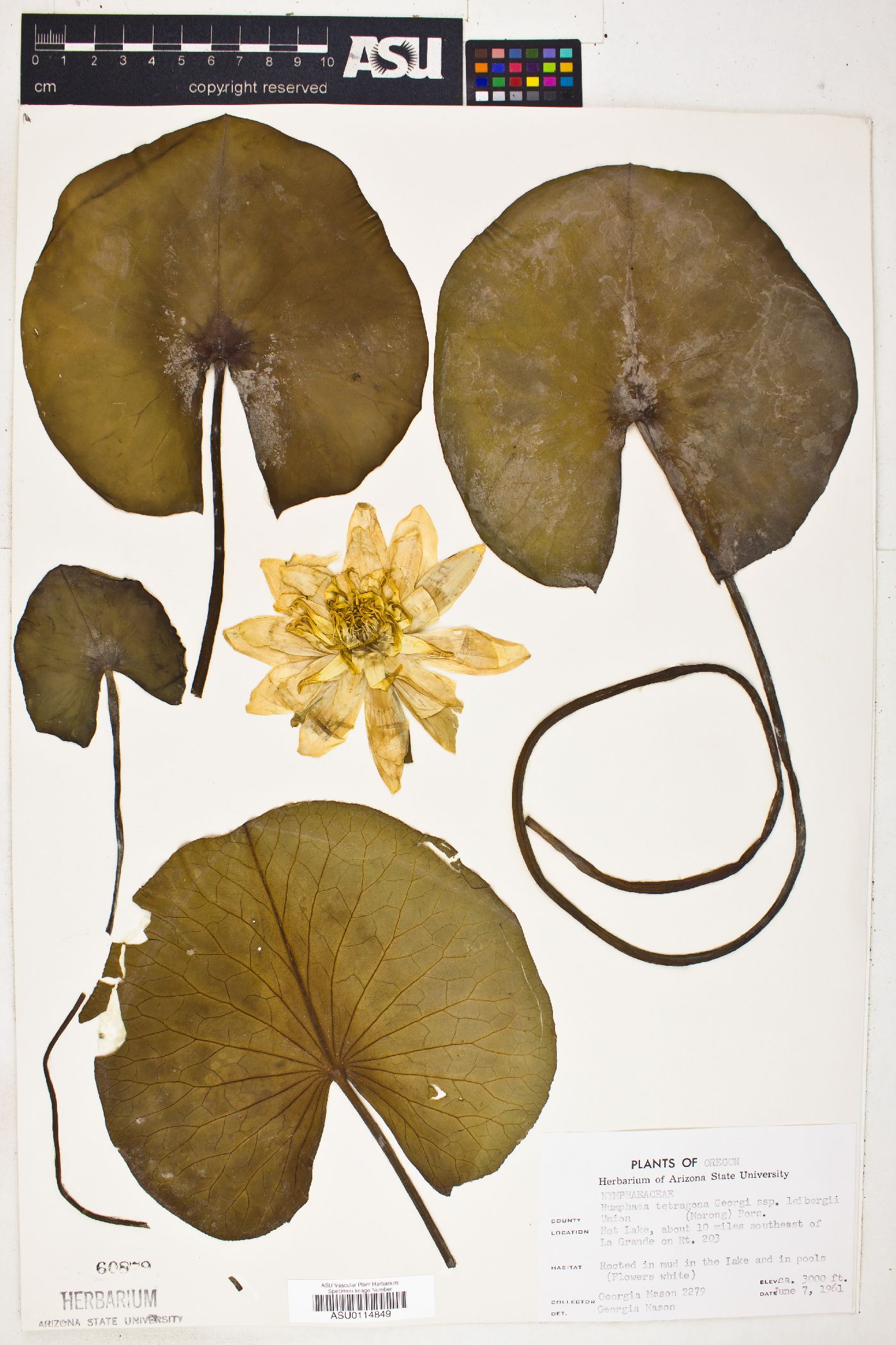 Nymphaea leibergii image