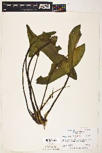 Image of Nuphar sagittifolia