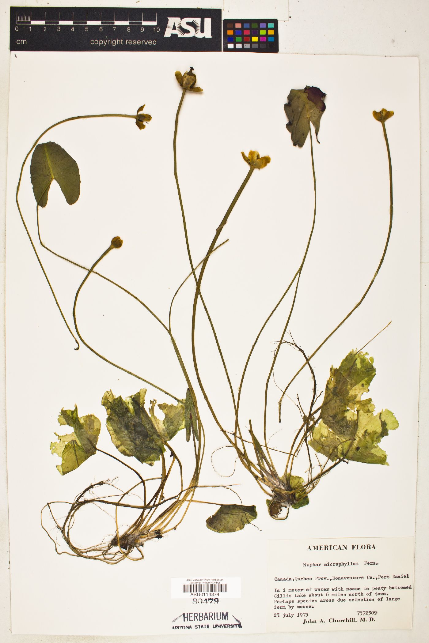 Nuphar microphylla image