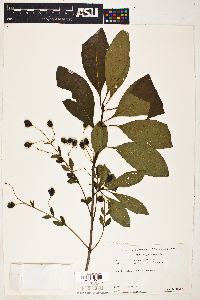 Chionanthus virginica image